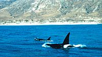 Archivo:Orcas off Santa Rosa island