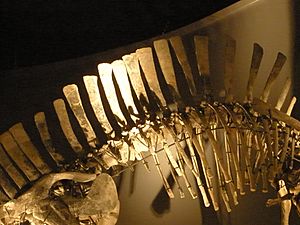 Archivo:Ouranosaurus - dorsal vertebrae