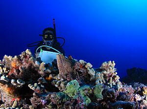 Archivo:PMNM - Randy and Spotted Moray at Maro Reef - Greg McFall NOAA (27161157056)