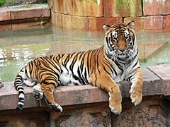 Panthera tigris5