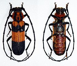 Parevander xanthomelas (30609068724).jpg