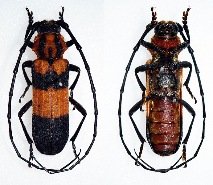 Parevander xanthomelas (30609068724)