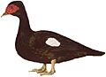 Pato Criollo Negro Macho