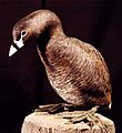 Pato poc