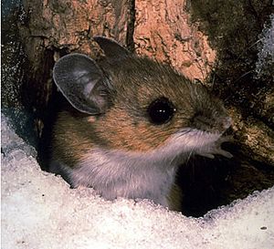 Archivo:Peromyscus maniculatus