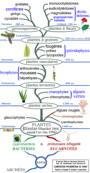 Archivo:Phylogénie végétale