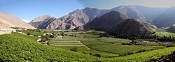 Pisco elqui pano3.jpg
