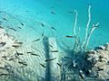 Plitvice underwater