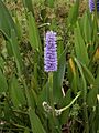Pontederia cordata