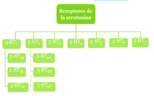 Archivo:Receptores de la serotonina