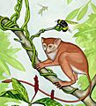 Reconstruction image of Archicebus