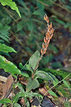 Rhomboda abbreviata 白肋角唇蘭(白點伴蘭) (30846755630).jpg