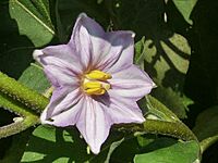 Archivo:Solanum melongena-flor-3