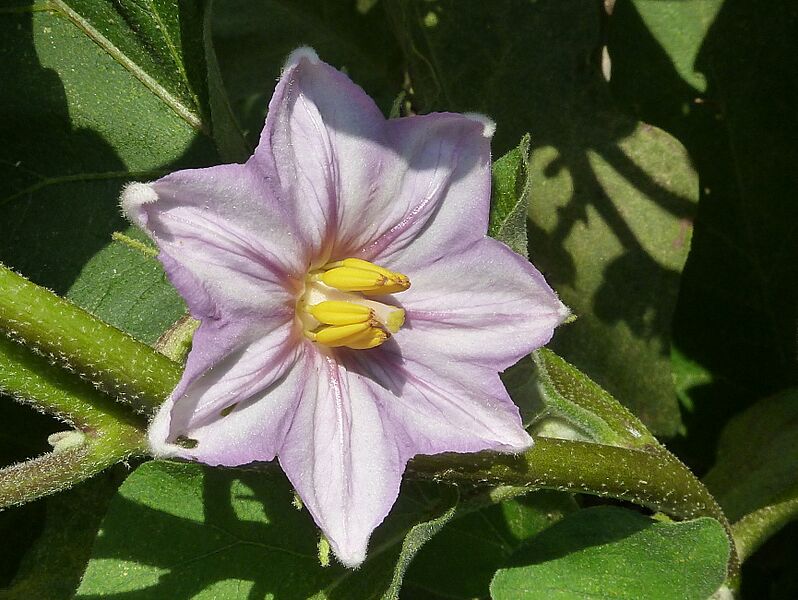 Solanum melongena-flor-3