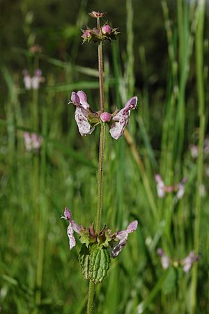 Archivo:Stachys ajugoides var. rigida-1