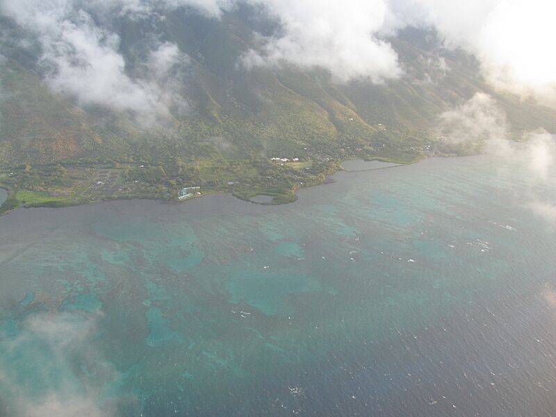 Starr-120406-9255-Asparagus plumosus-aerial view-Ualapue-Molokai (25112838876)
