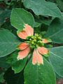 Starr 080608-7762 Euphorbia cyathophora