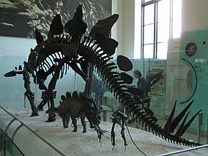Archivo:Stegosaurus Struct