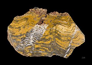 Archivo:Stromatolithe Paléoarchéen - MNHT.PAL.2009.10.1
