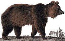 Archivo:Ursus arctos Dessin ours brun grand
