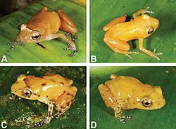 4xDiasporus citrinobapheus.JPG