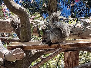 Archivo:A Guayaquil squirrel feeding on birdseed