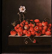 Adriaen coorte, natura morta con fragoline selvatiche, 1705, 02