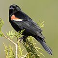 Agelaius phoeniceus1