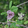 Akebia quinata in Mount Ibuki 2011-05-21