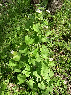 Archivo:Alliaria petiolata (2)