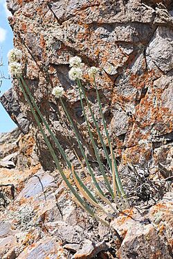 Allium galanthum Kar. & Kir. 3.jpg
