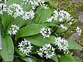 Allium ursinum0
