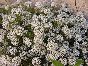 Archivo:Alyssum (Lobularia maritima)