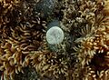 Amphisorus hemprichii à confirmer