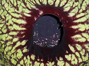 Archivo:Aristolochia grandiflora detail