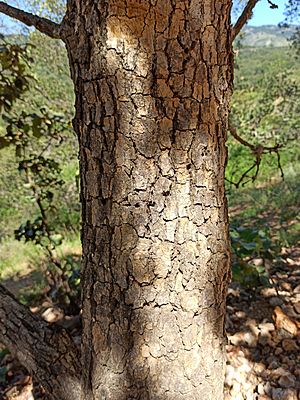 Archivo:Bark of Quercus rugosa (Fagaceae)