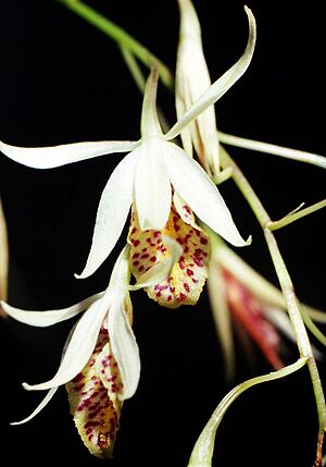 Archivo:Barkeria obovata Orchi 004