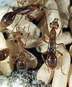 Archivo:CSIRO ScienceImage 347 Dinosaur or Fossil Ants INothomyrmecia macropsI