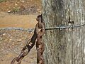 Cadena Oxidada