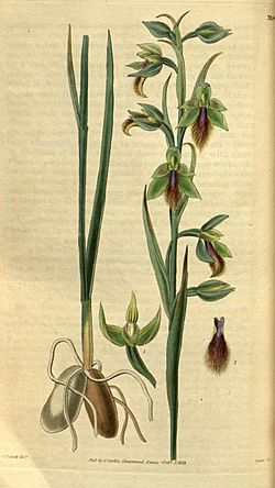 Calochilus campestris - Curtis' 59 (N.S. 6) pl. 3187 (1832).jpg