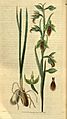 Calochilus campestris - Curtis' 59 (N.S. 6) pl. 3187 (1832)