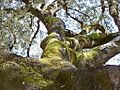 Chaparro de la Vega. Monumento Natural de Andalucía (01)