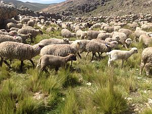 Archivo:Crianza de ganado ovino
