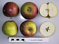 Cross section of Ellison's Orange (McCarroll), National Fruit Collection (acc. 1982-046)