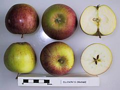 Cross section of Ellison's Orange (McCarroll), National Fruit Collection (acc. 1982-046).jpg