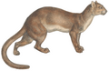 Cryptoprocta ferox - 1700-1880 - Print - Iconographia Zoologica - Special Collections University of Amsterdam -(white background)