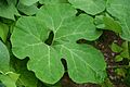 Cucurbita ficifolia - feuille01