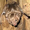 Dyoungi