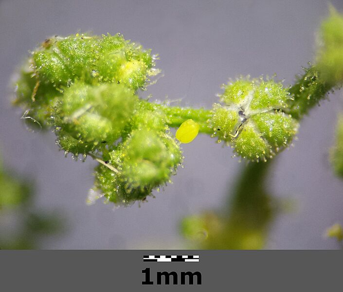 Dysphania botrys sl20