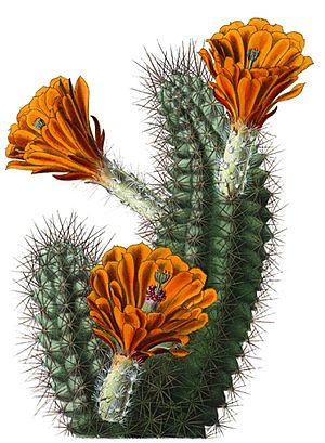 Archivo:Echinocereus polyacanthus BlKakteenT66